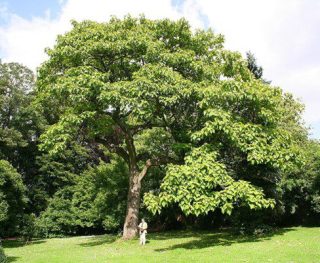 Paulownia Tree